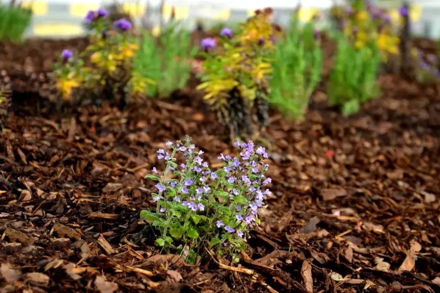Common Mistakes To Avoid When Installing Mulch In Your Yard Gainesville, VA Common Mistakes To Avoid When Installing Mulch In Your Yard Gainesville, VA