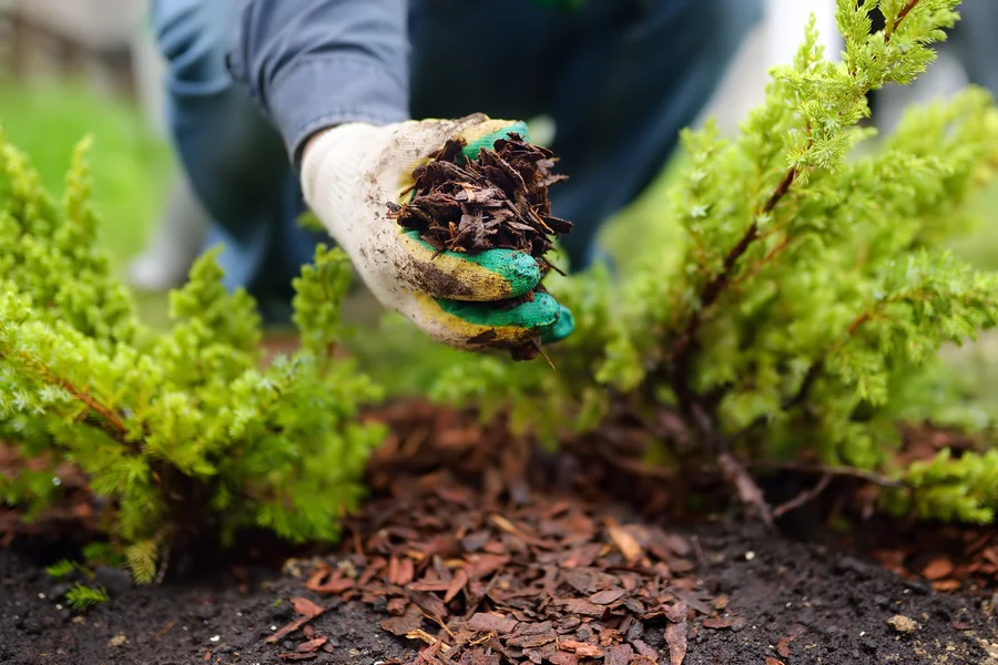 Common Mistakes To Avoid When Installing Mulch In Your Yard in Gainesville, VA Common Mistakes To Avoid When Installing Mulch In Your Yard in Gainesville, VA