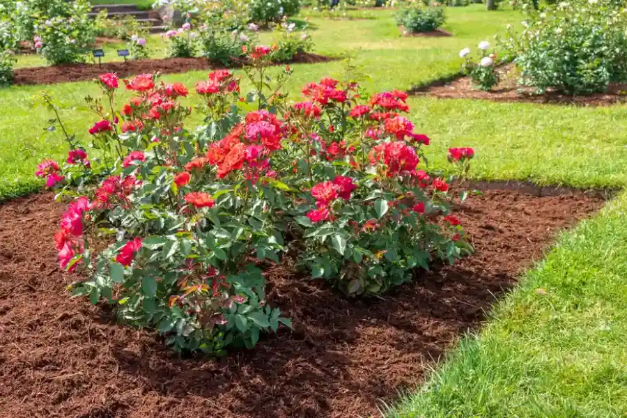 How Mulch Installation Can Enhance Your Landscapes Appearance in Gainesville, VA How Mulch Installation Can Enhance Your Landscapes Appearance in Gainesville, VA